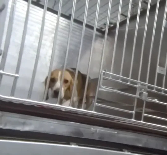 The pups will soon be adopted by homes across Northern California.