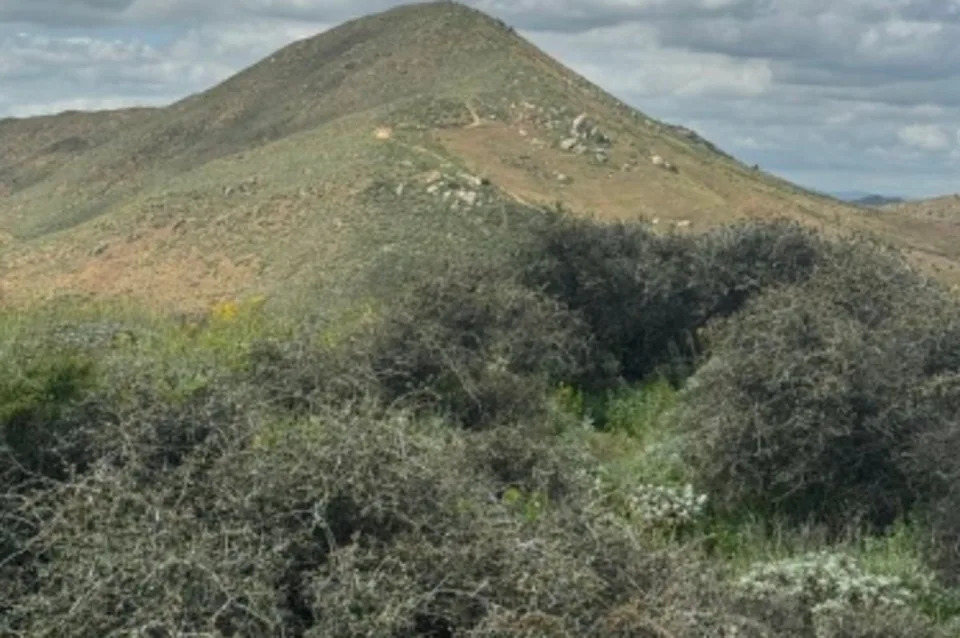 The world’s oldest oak has been spared from Southern California developers after a years-long battle to protect the land around the tree (Aaron Echols)