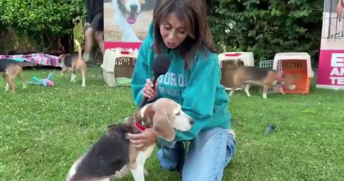 Rescued beagles travel from Wisconsin to forever homes in Los Angeles
