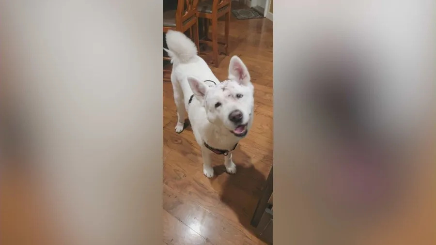 Sasha, a white Akita dog from Glendora, recovers from injuries after surviving a mountain lion attack outside her home, including wounds to her head and a mountain lion tooth lodged in her skull.