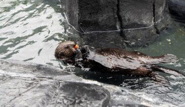 SeaWorld San Diego debuts Sea Otter Live Cam