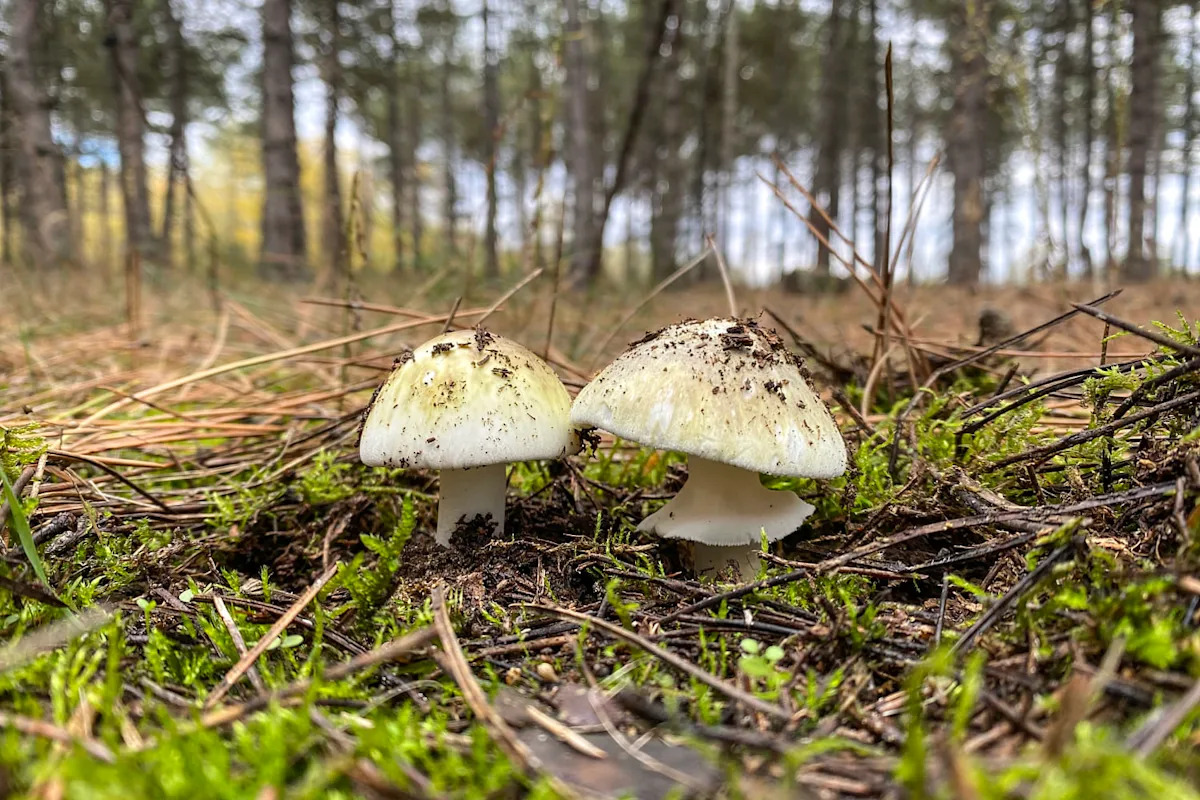 California’s growing mushroom poisoning outbreak is the biggest-ever in U.S.