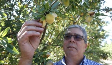 California farmers must destroy 420,000 peach trees after Del Monte closes its canneries and cancels more than $550 million in long-term contracts