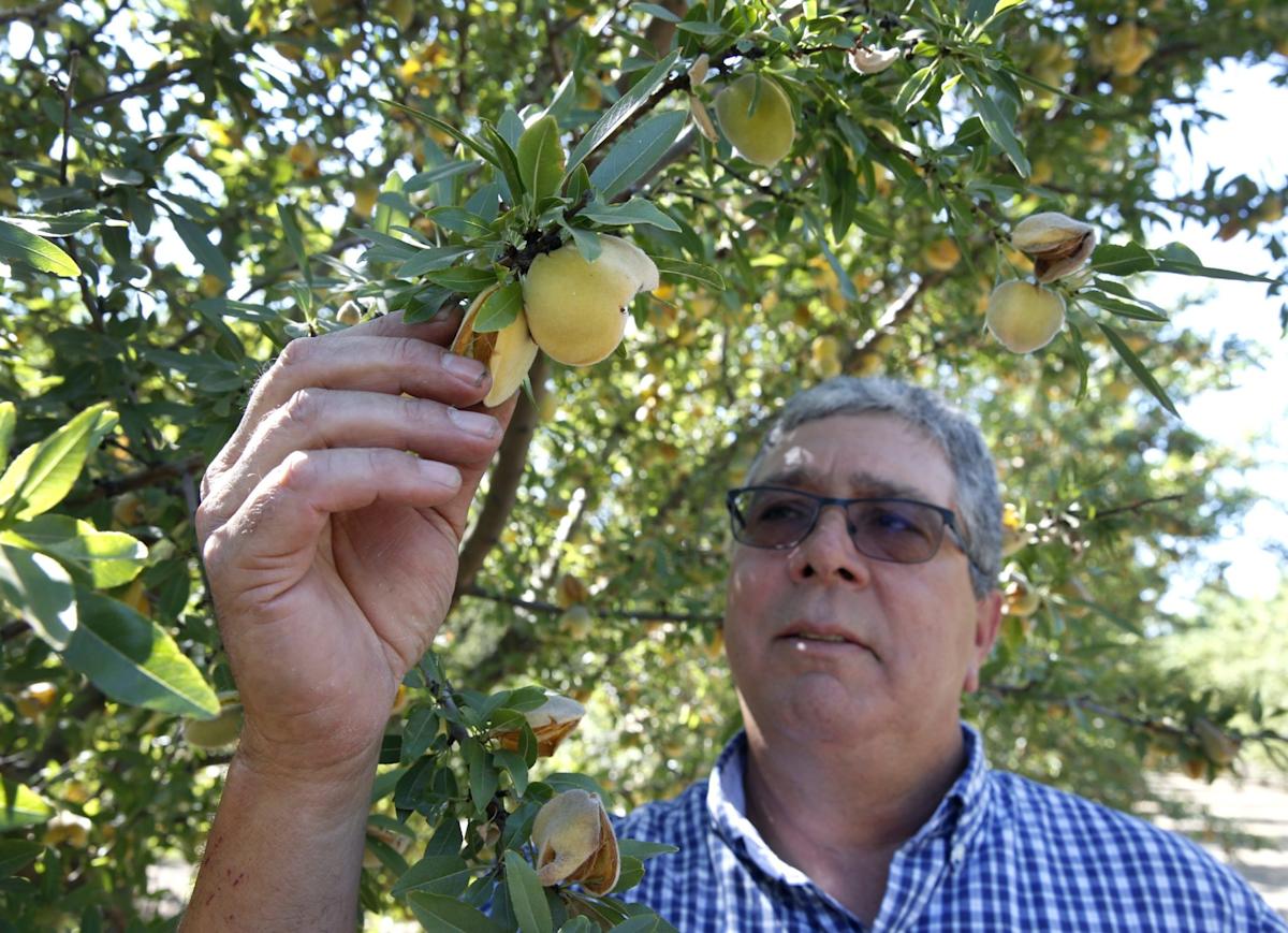 California farmers must destroy 420,000 peach trees after Del Monte closes its canneries and cancels more than $550 million in long-term contracts