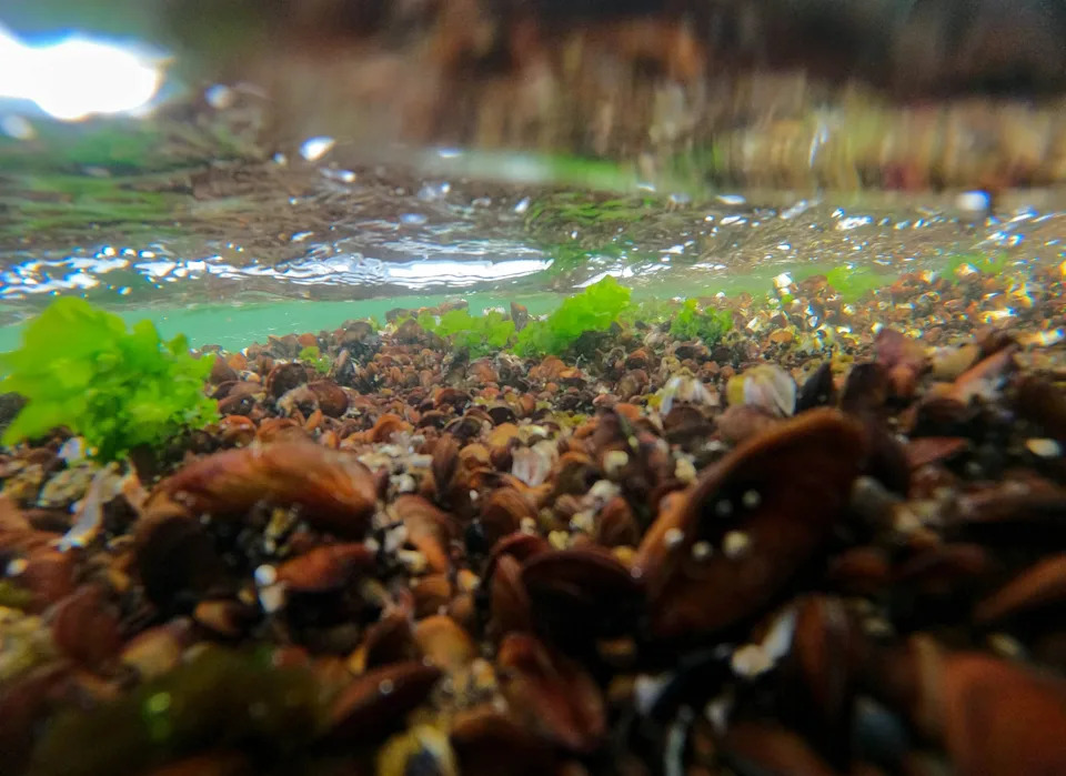 A view of mussels in the water.