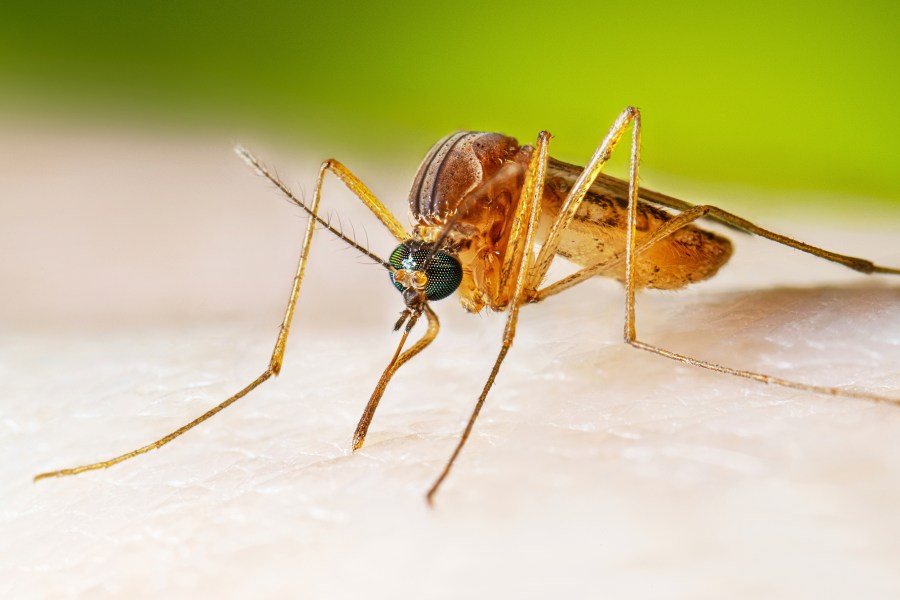 Los Angeles ranked worst city for mosquitoes — again