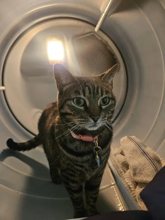 <em>A Bakersfield family is still searching for their cat, Junie, who they say was taken during an Amazon delivery on May 14, 2026.</em>