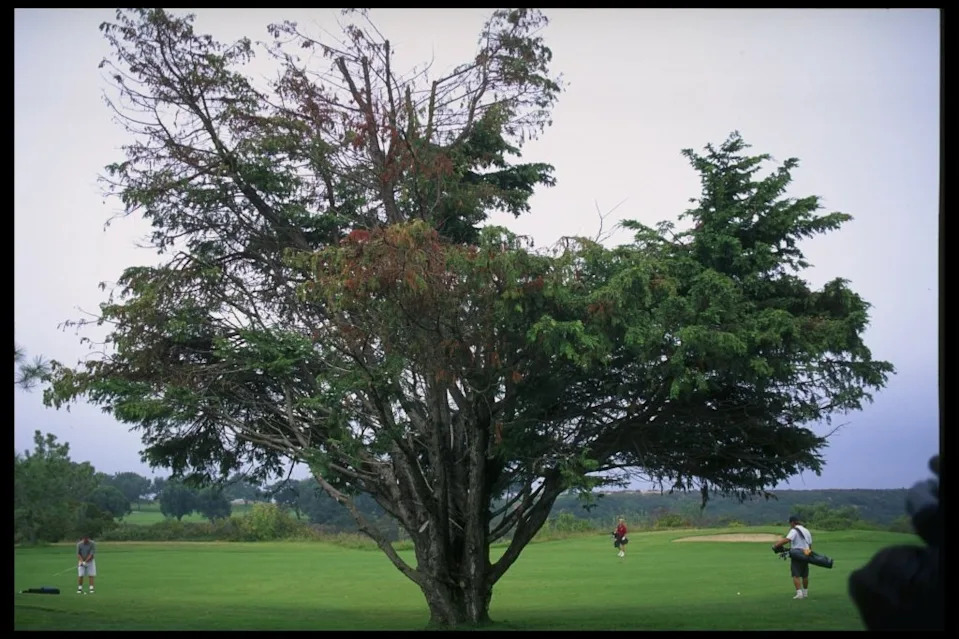 A Torrey pine tree Getty Images