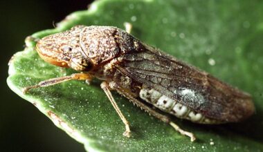Invasive insects found in Costco plants could 'devastate' California's wine country, costing millions