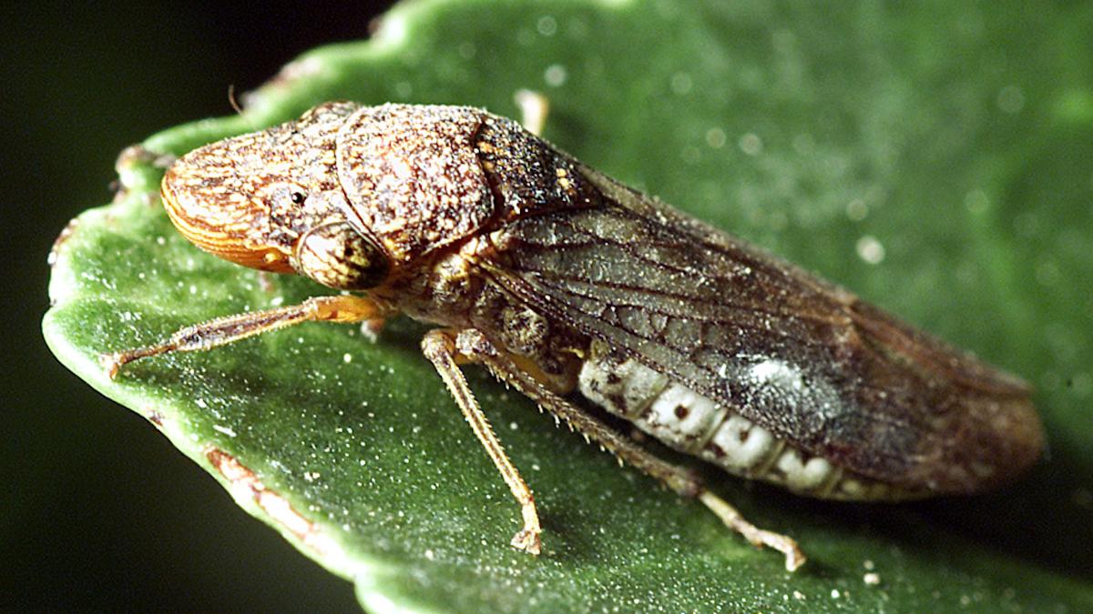 Invasive insects found in Costco plants could 'devastate' California's wine country, costing millions
