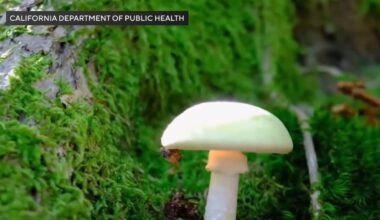 Southern California family's dog dies after eating death cap mushroom during walk