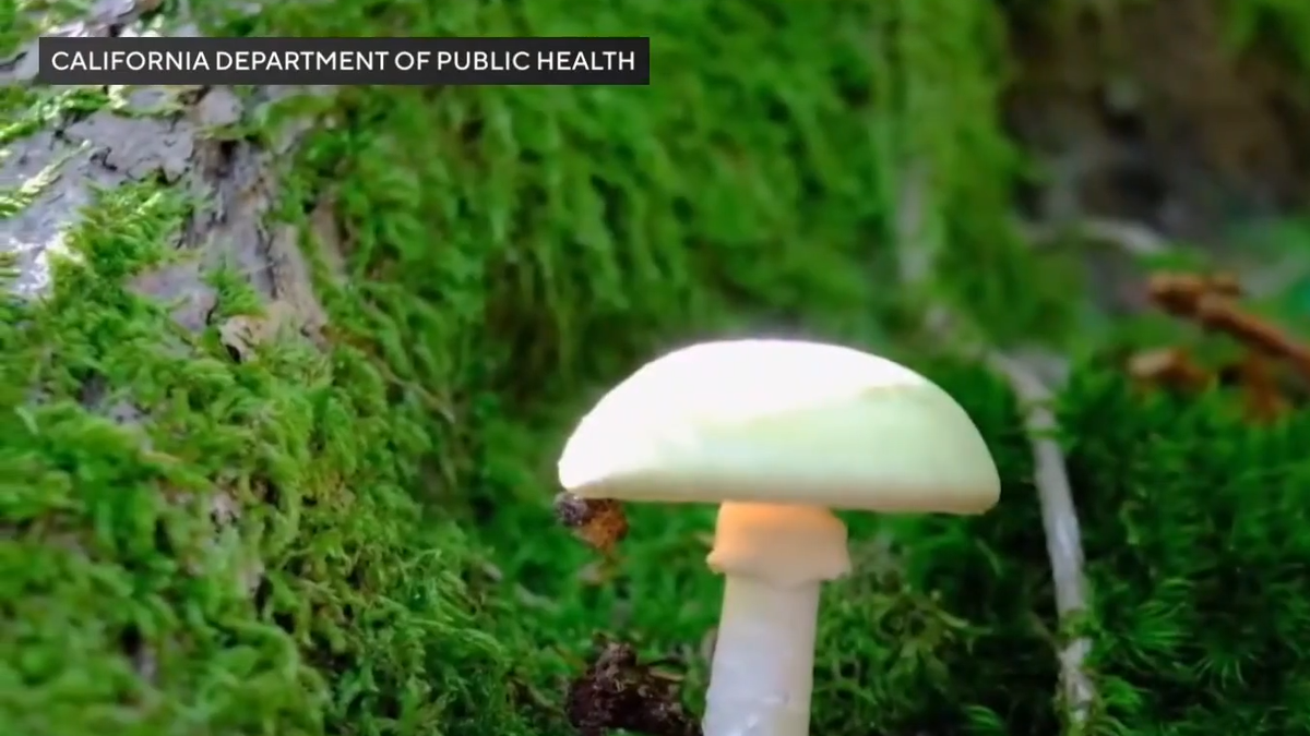 Southern California family's dog dies after eating death cap mushroom during walk