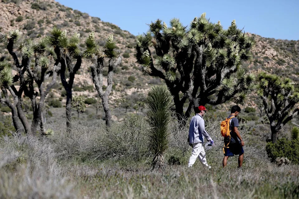 Cameron Egan and Jinsu Elhance walk past a sapling living among mature Joshua trees while taking soil samples