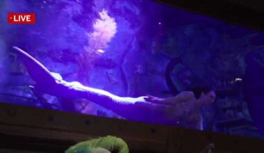 California Mermaid Convention returns to Sacramento