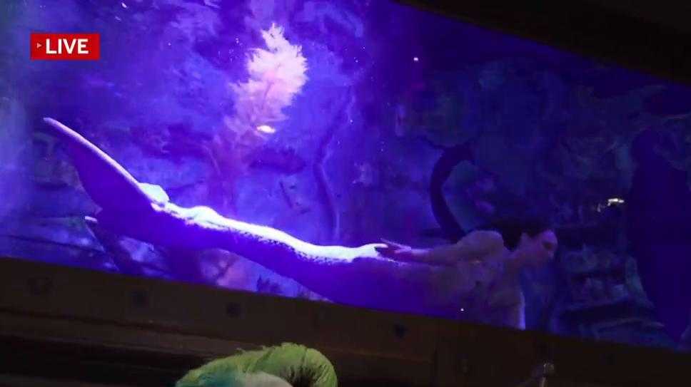 California Mermaid Convention returns to Sacramento