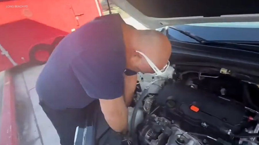 Curious kitten pulled from car engine in Long Beach