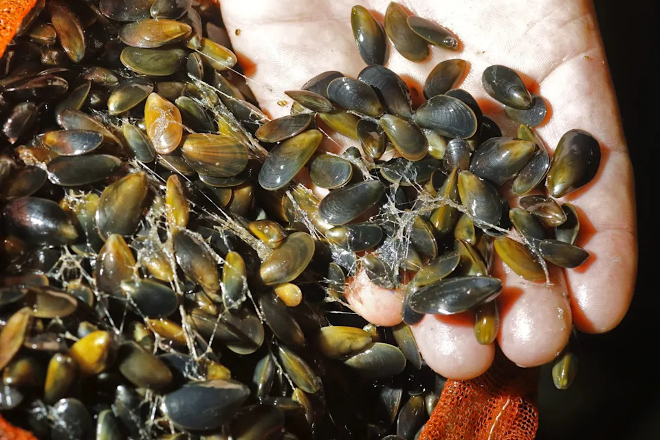 A man holds a handful of mussels.