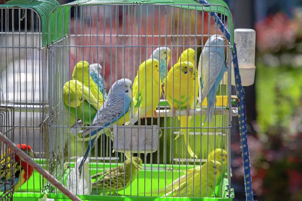 The city's animal commission wants to ban pet stores from selling animals, including birds. (Baloncici/Getty Images)