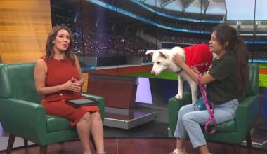 Sacramento SPCA teams up with the A's for adoptions at Tuesday home games