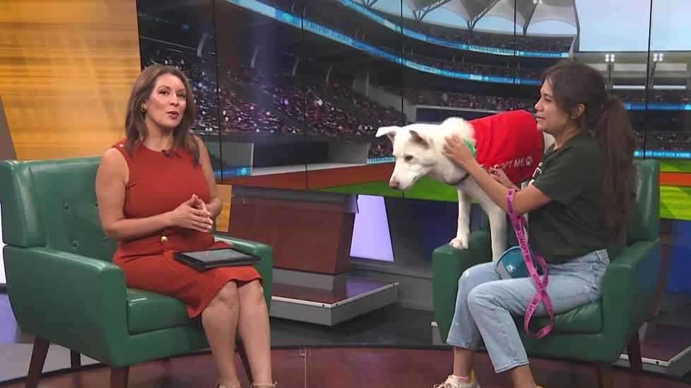 Sacramento SPCA teams up with the A's for adoptions at Tuesday home games
