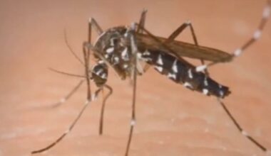 Orange County releases sterilized mosquitoes to cut ankle biters – NBC Los Angeles