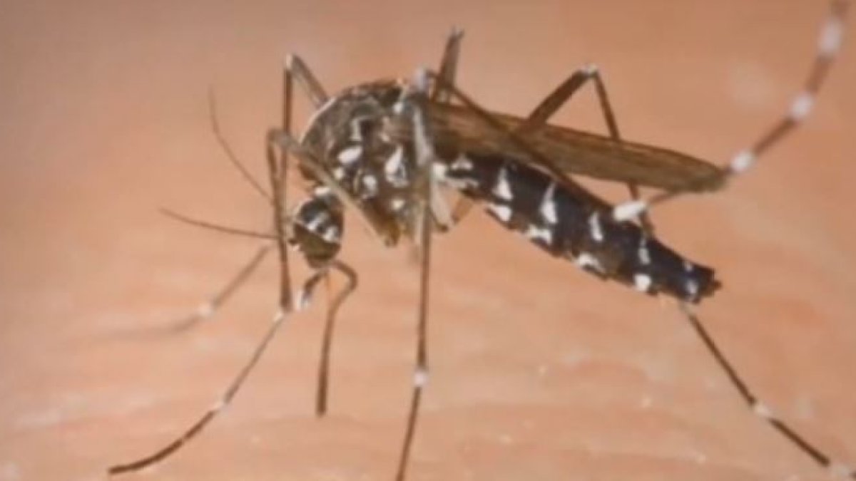 Orange County releases sterilized mosquitoes to cut ankle biters – NBC Los Angeles