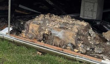 Oakland County family finds fungus-filled tree stump growing under home
