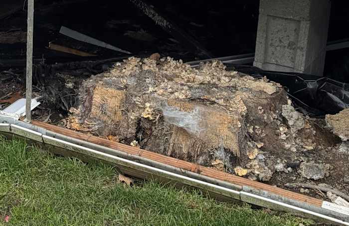 Oakland County family finds fungus-filled tree stump growing under home