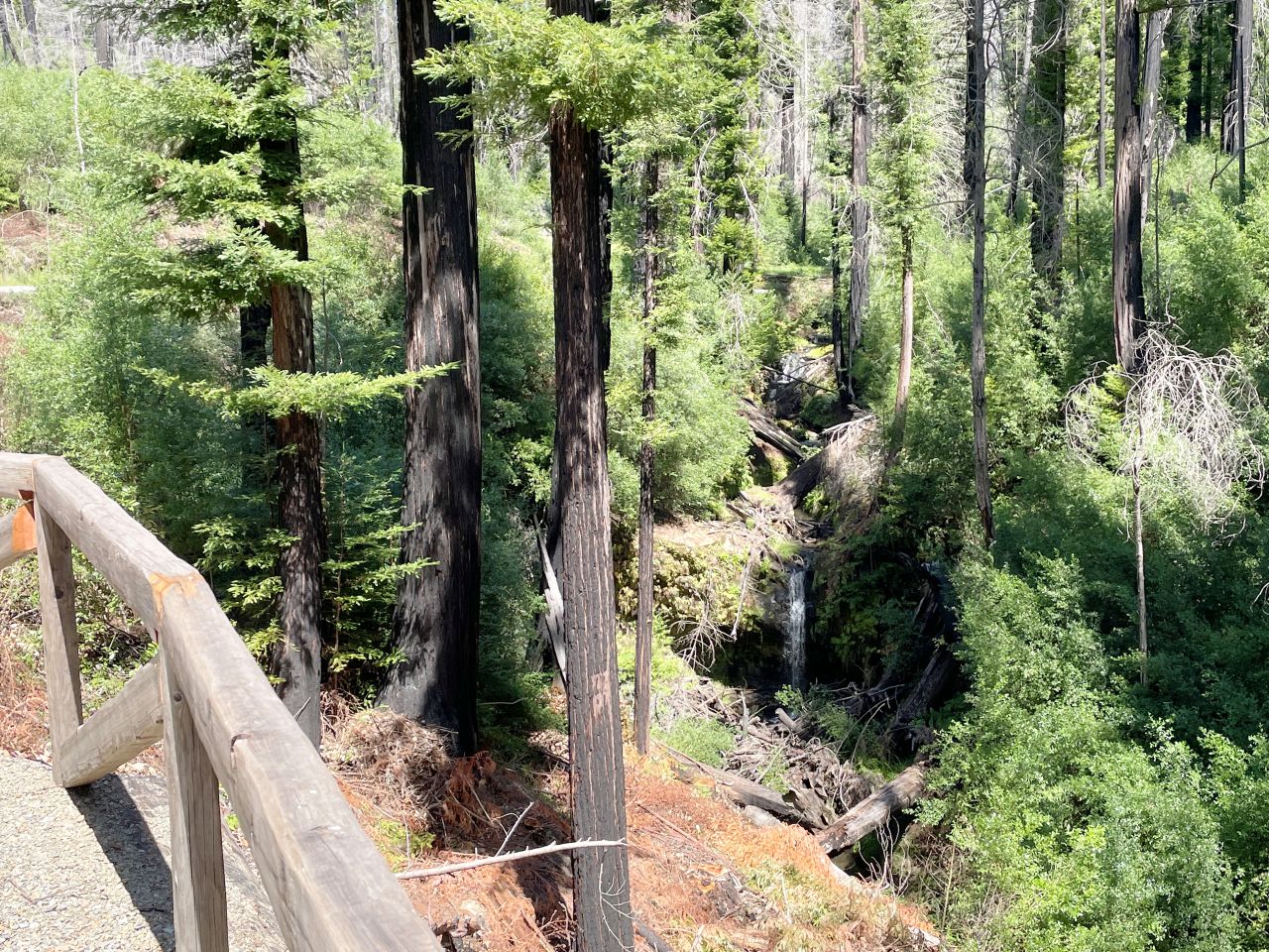 A view of Sempervirens Falls from the Sequoia Trail at Big Basin Redwoods State Park.
