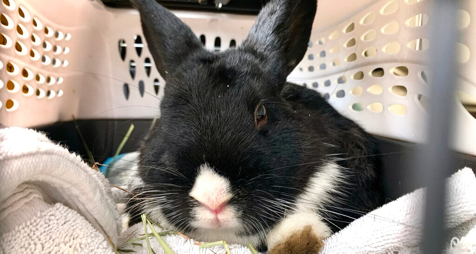 San Francisco Animal Care and Control gets new executive director