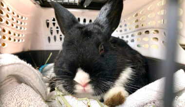 San Francisco Animal Care and Control gets new executive director