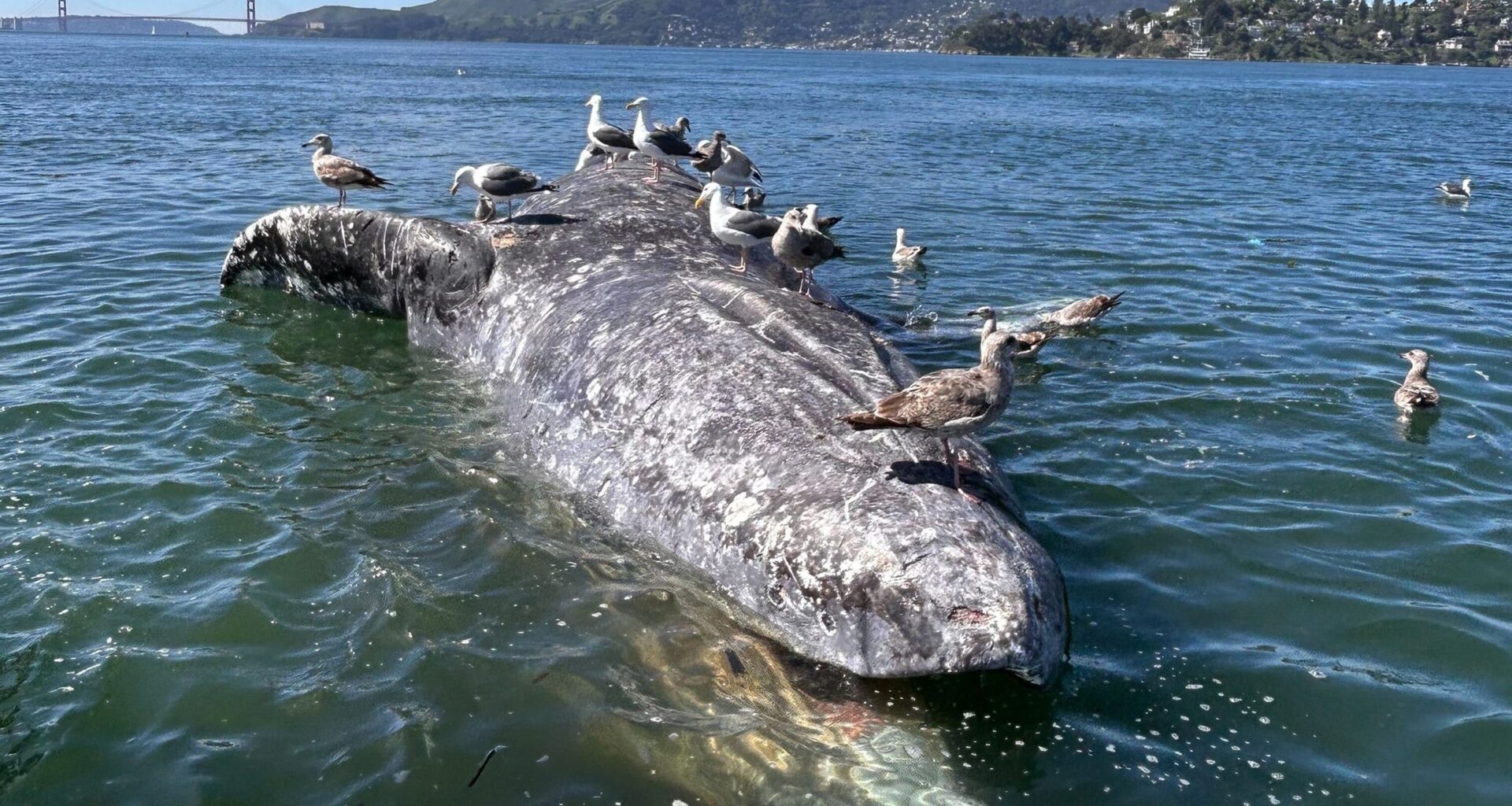 Coastal waters from Mendocino to San Francisco Bay have become a graveyard for gray whales • The Mendocino Voice