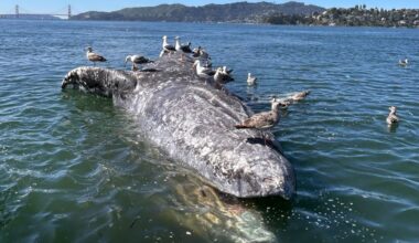 Coastal waters from Mendocino to San Francisco Bay have become a graveyard for gray whales • The Mendocino Voice
