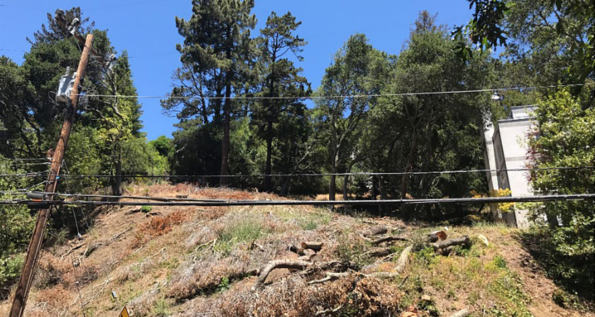 Oakland couple hit with nearly $1M fine for cutting down 38 protected trees