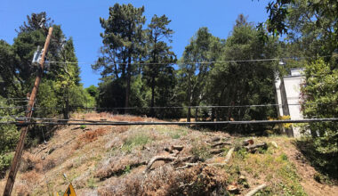 Oakland couple hit with nearly $1M fine for cutting down 38 protected trees