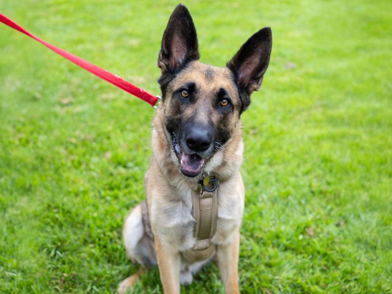 Frank is the pet of the week at the East...