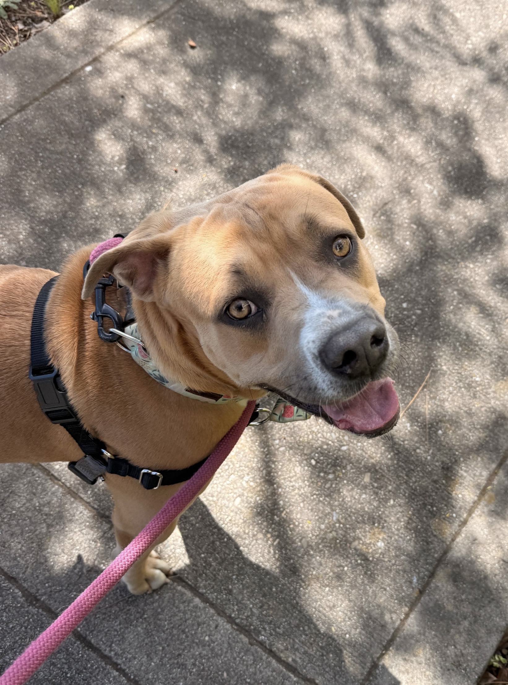 Penny is Friends of the Alameda Animal Shelterâs pet of...