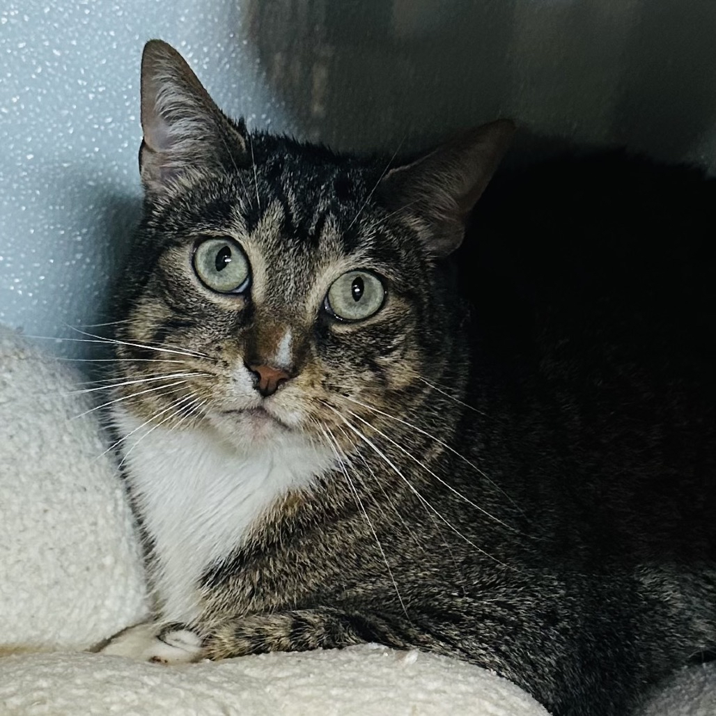 Emperor is Milo Point Richmondâs pet of the week. (photo...