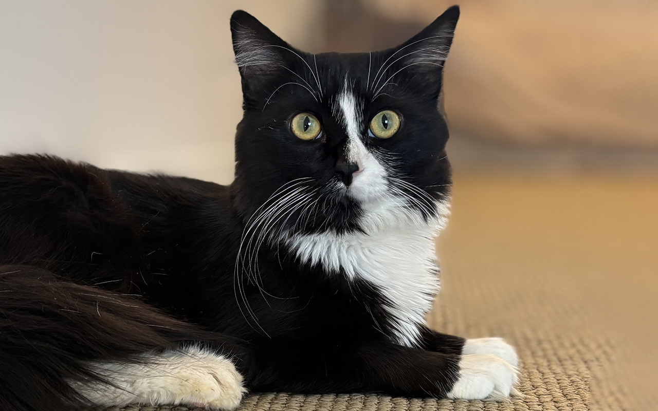 Figaro is the Berkeley-East Bay Humane Societyâs pet of the...