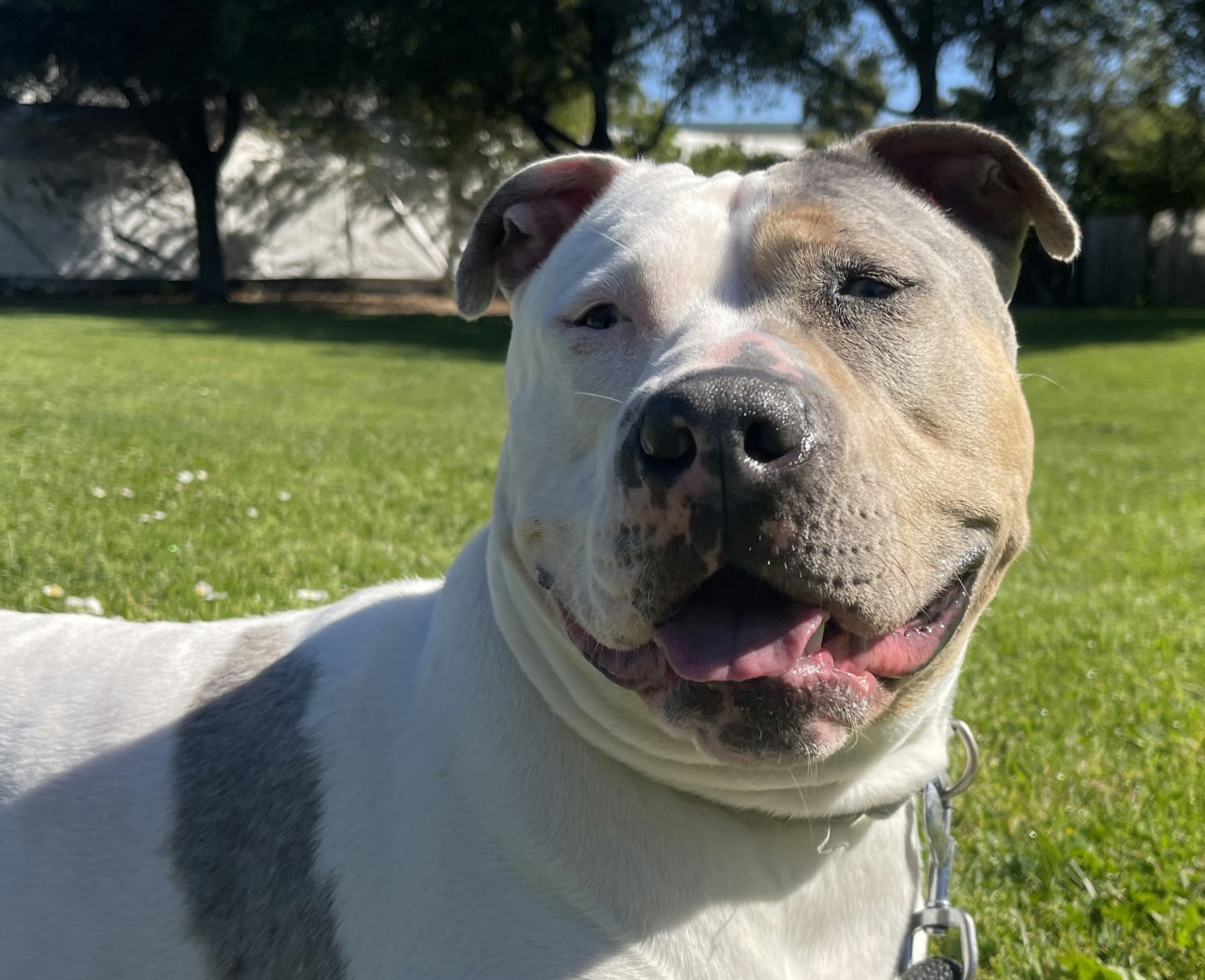 Shellsea is Friends of the Alameda Animal Shelterâs pet of...