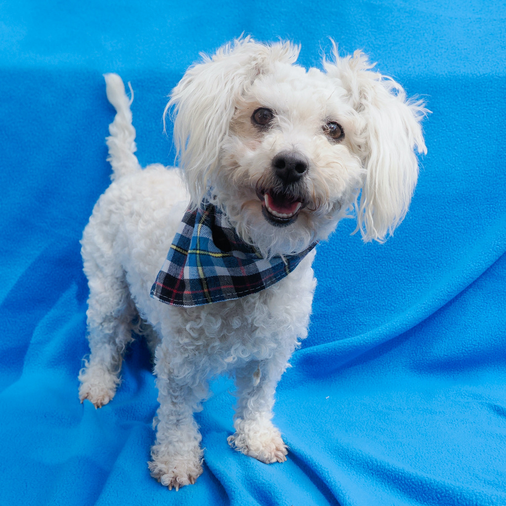 Cotton is Milo Point Richmondâs pet of the week. (photo...
