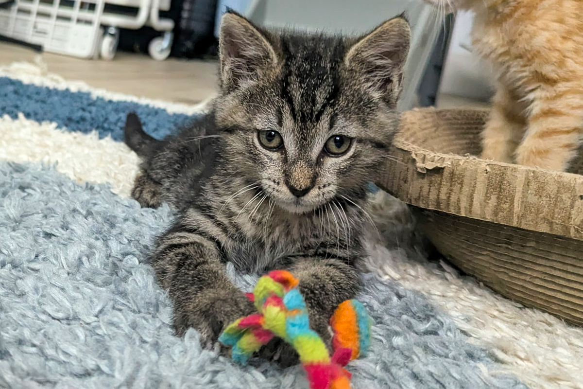 Jessie is the Berkeley-East Bay Humane Societyâs pet of the...