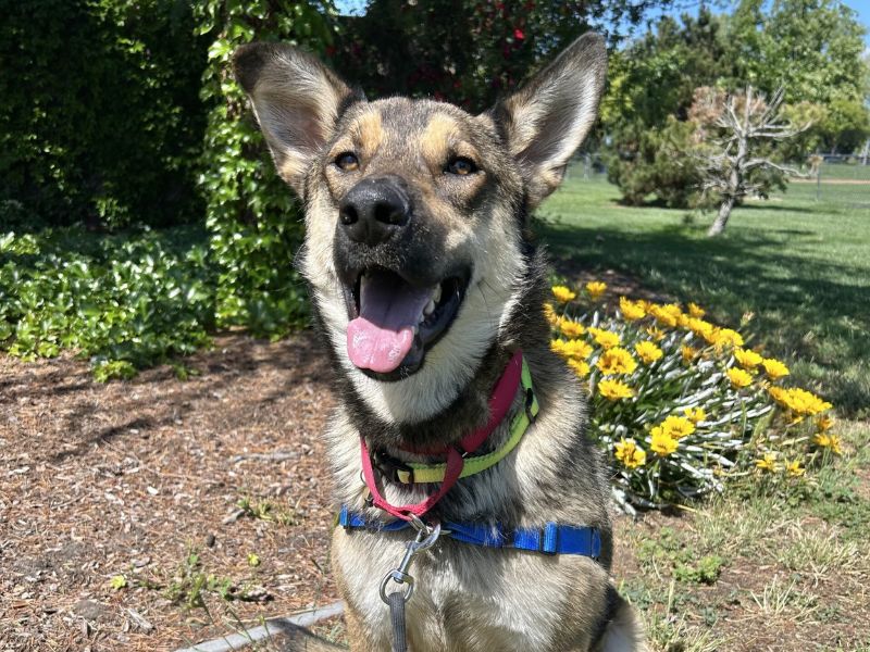 Bogo is the pet of the week at the East...