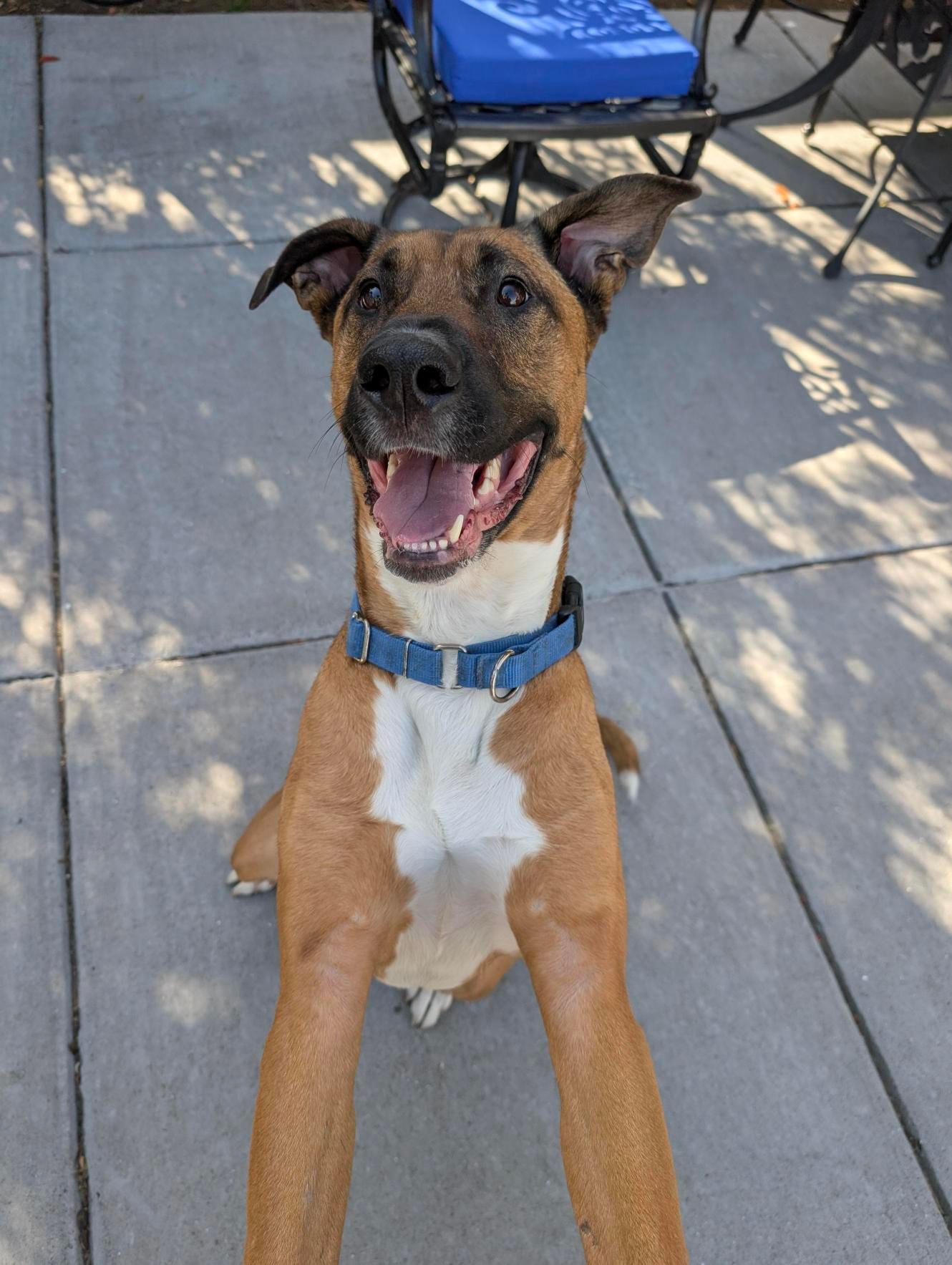 Moira is Friends of the Alameda Animal Shelterâs pet of...