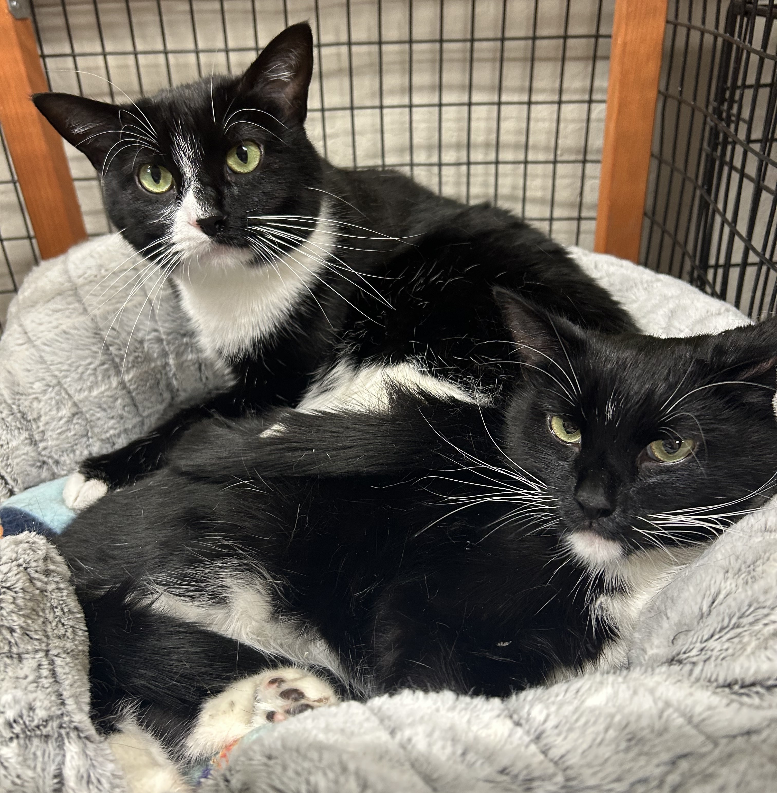 Wednesday Addams and Morticia Addams are the pets of the...