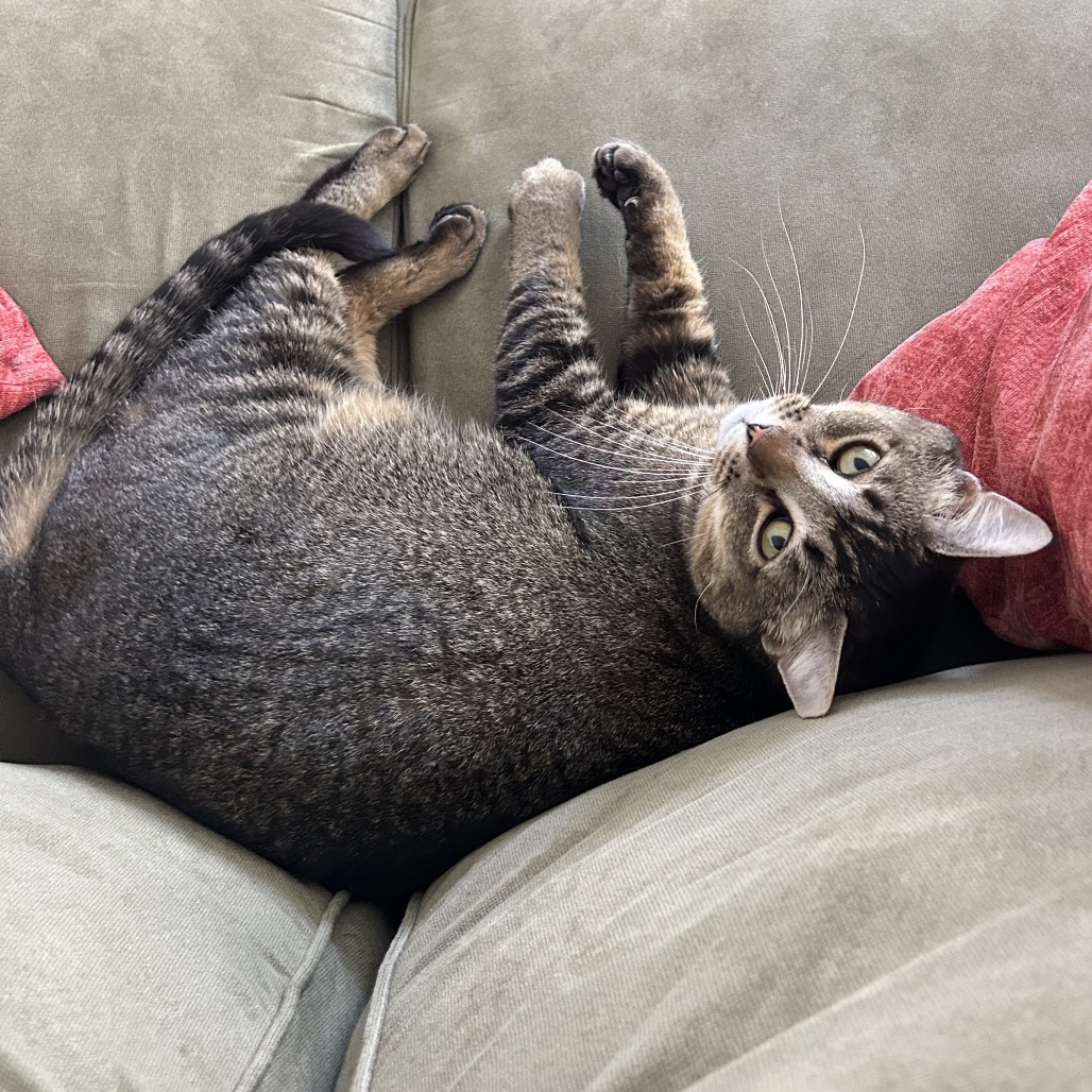 Harris is Milo Point Richmondâs pet of the week. (photo...