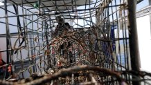 California law requires fishing traps to partially disintegrate when lost at sea in order to prevent marine sea from being unintentionally caught and killed. Marine scientists, however, argue those materials don't always break down, leaving some traps fully intact, without an escape hatch, months or even years after they were set.
California law requires the metal cages be outfitted with trap doors that eventually disintegrate to give sea life an exit if the trap is lost.