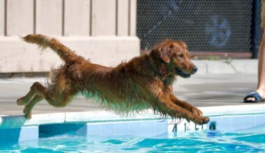 Dogs can paddle in Cupertino pools at Pooch Plunge – East Bay Times
