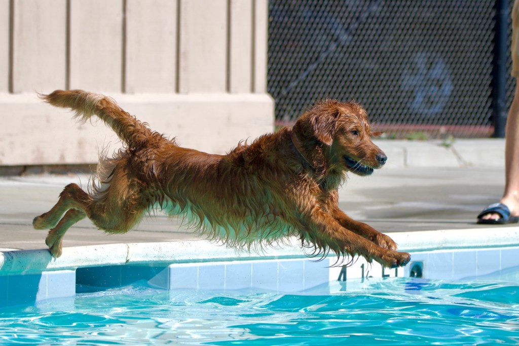 Dogs can paddle in Cupertino pools at Pooch Plunge – East Bay Times