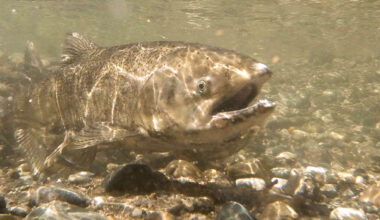 Chinook salmon under water. CDFW photo